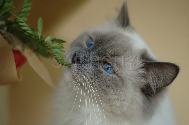 RAGDOLLS 027.jpg